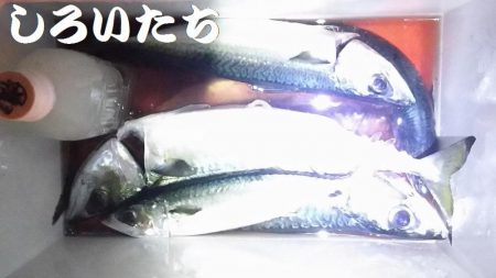 お刺身食べたい！まだいてる？！