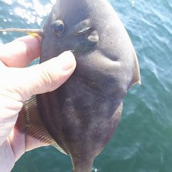 チヌ釣りに行ったんですが。