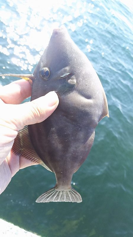 チヌ釣りに行ったんですが。