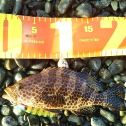 オオモンハタ☆ゲット！