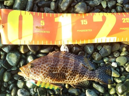 オオモンハタ☆ゲット！