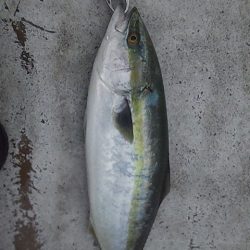 多魚種で爆釣