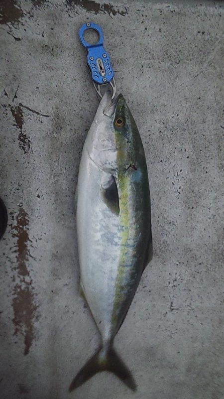 多魚種で爆釣