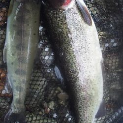 管理渓流釣り場