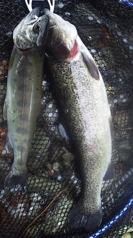 管理渓流釣り場