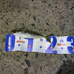 広島からアジを求めて