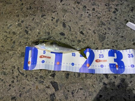 広島からアジを求めて