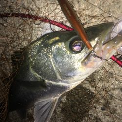 ベイトはたくさんショートバイト地獄