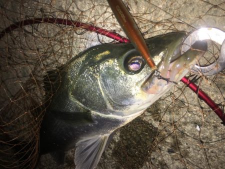 ベイトはたくさんショートバイト地獄