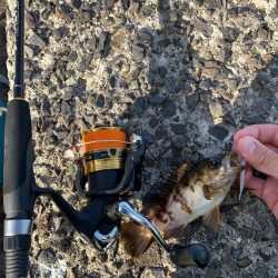 ジグ単ライトゲーム！こまいなぁ…