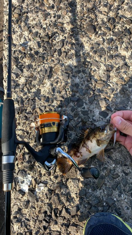 ジグ単ライトゲーム！こまいなぁ…