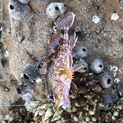 ボウズ逃れのに魚