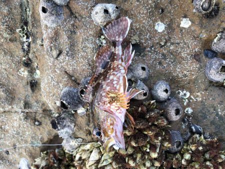 ボウズ逃れのに魚