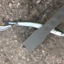 初めて釣りました