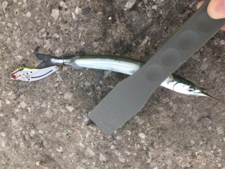 初めて釣りました