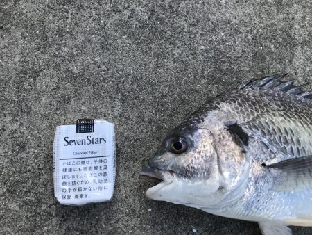 雨後の濁りに期待