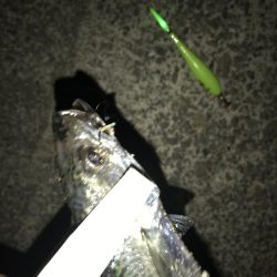 今シーズン初の大サバ！