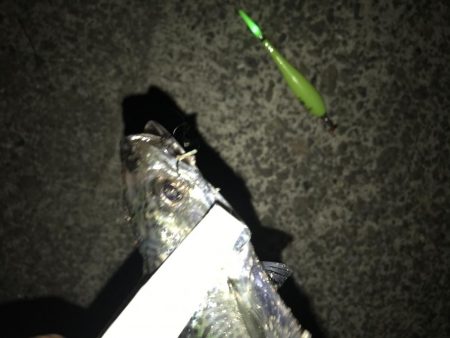 今シーズン初の大サバ！