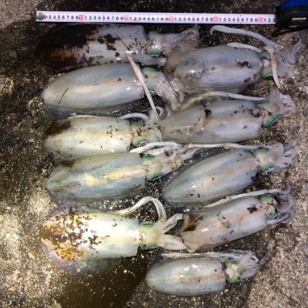 2020 佐渡ヶ島エギング 41回目