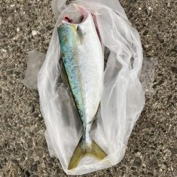 泉佐野一文字 ハマチ