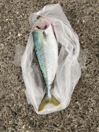 泉佐野一文字 ハマチ