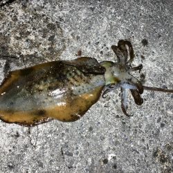 お気に入りのポイント