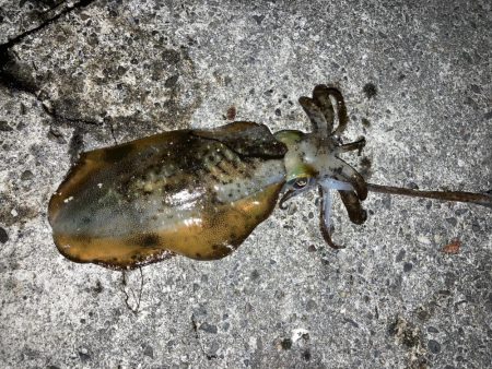 お気に入りのポイント