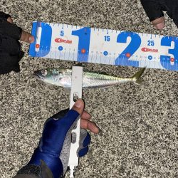 1週間ぶりの浜田市へ、アジング