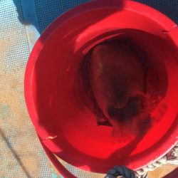 ティップランでコウイカ