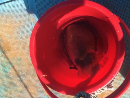 ティップランでコウイカ