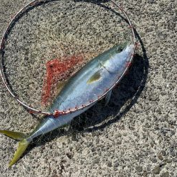 開始一投目からメジロ!!