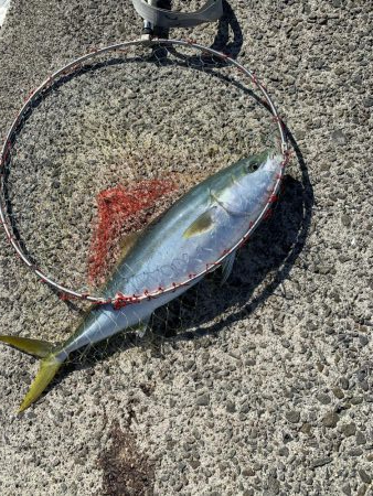 開始一投目からメジロ!!