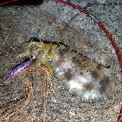 イカの気持ち６ 第３部