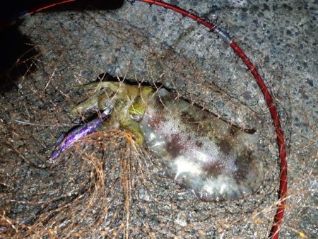 イカの気持ち６ 第３部