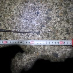 ドラゴンゲット