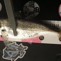 中アジを求めて