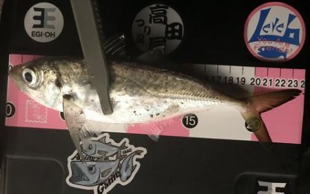 中アジを求めて