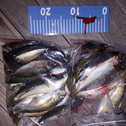 アジング自己最多!