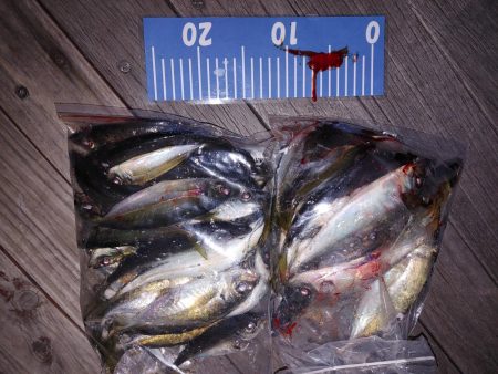 アジング自己最多!