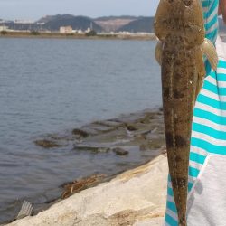 フラットフィッシュゲーム