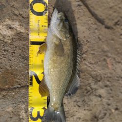 晩秋川バス釣行