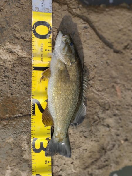 晩秋川バス釣行