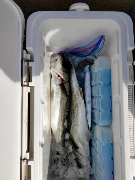 脂の乗ったシーバス