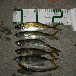 チョイアジ釣り