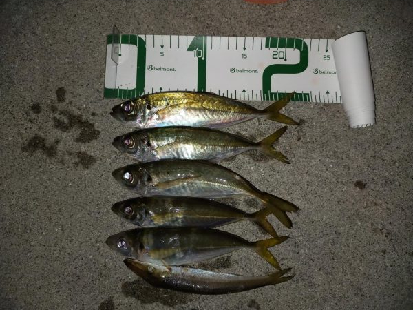 チョイアジ釣り