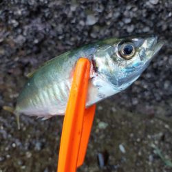 久しぶりのサビキ釣り