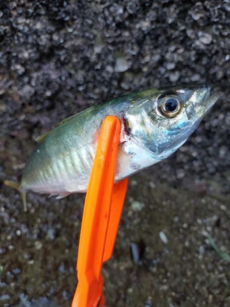 久しぶりのサビキ釣り