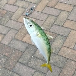 サバ狙いだからいいんだけど・・・