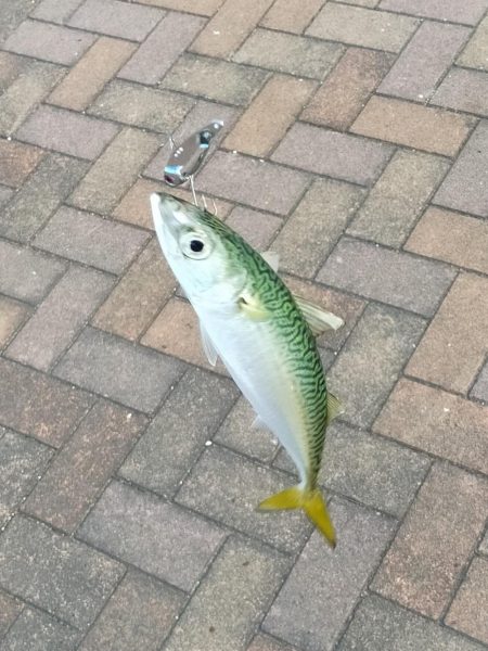 サバ狙いだからいいんだけど・・・