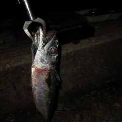 タチウオはいずこへ？